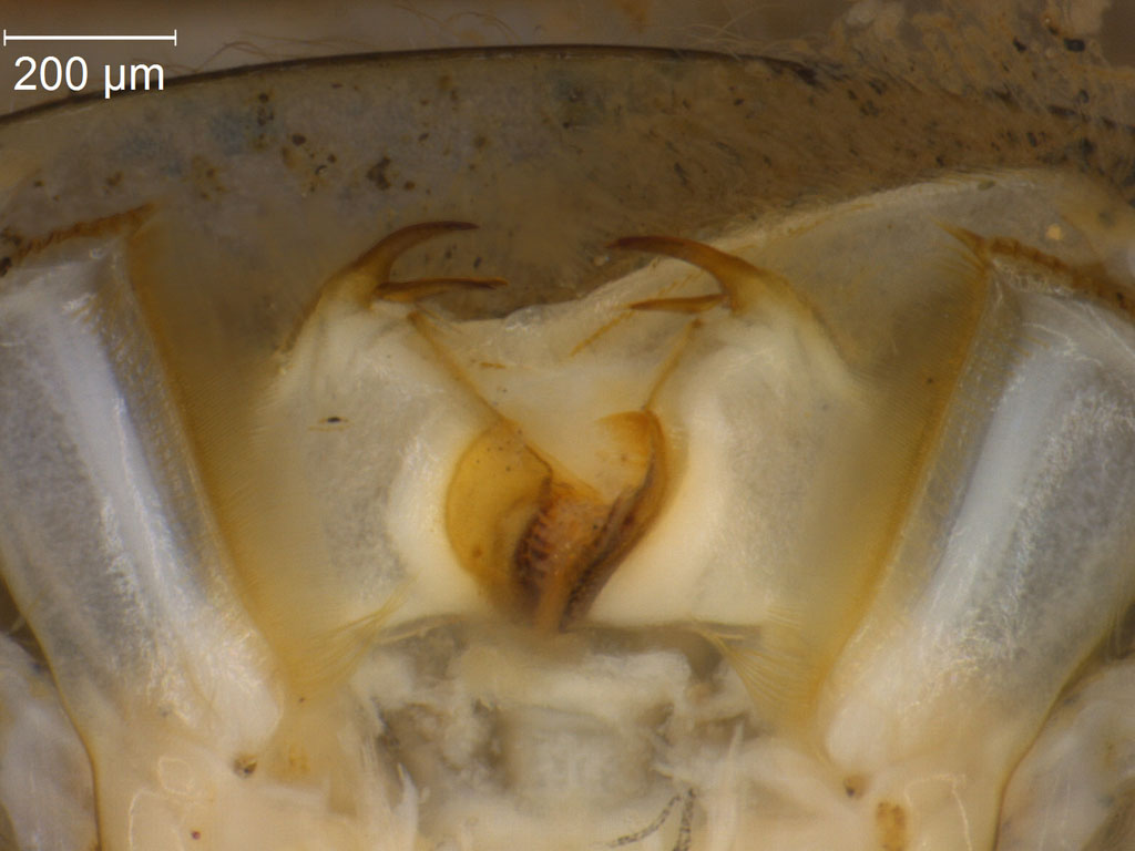 Heptagenia dalecarlica